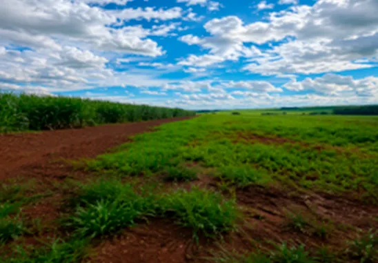 Imóvel rural | Matrícula Nº 205.272 | Ribeirão Preto (SP)